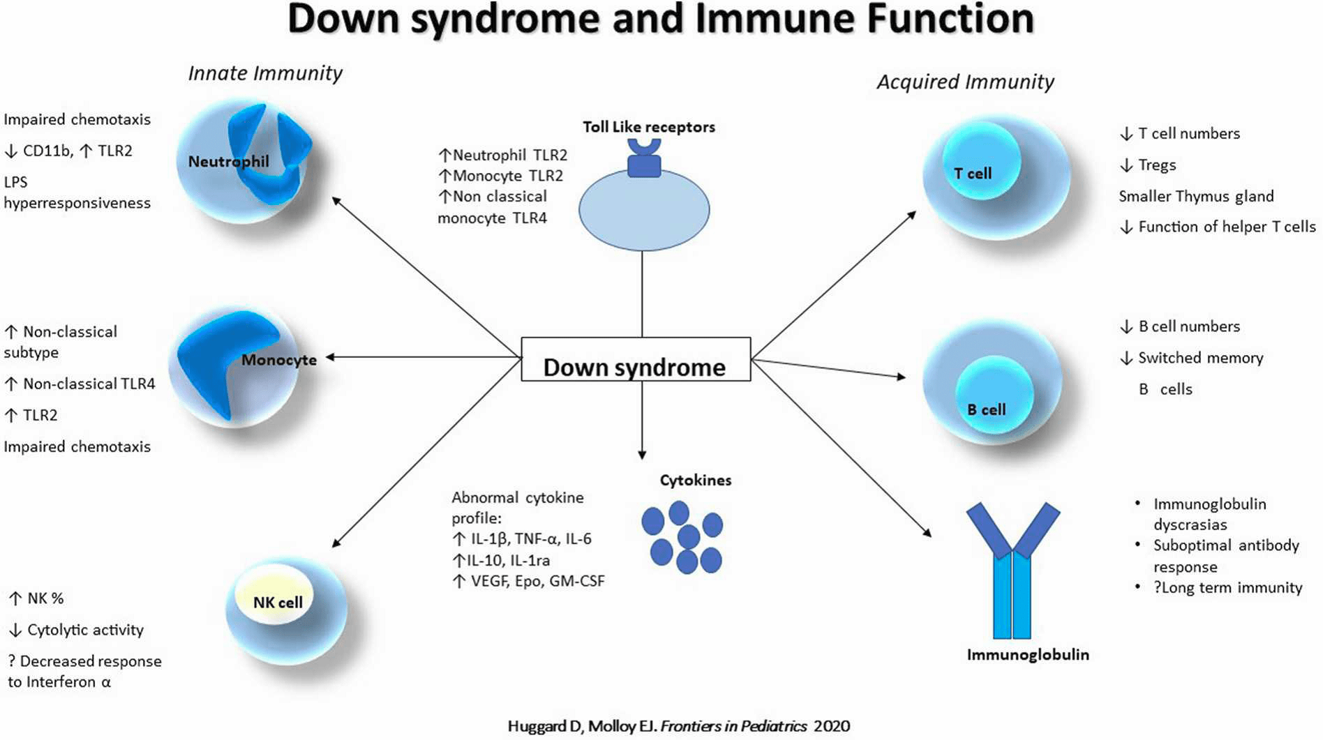 Síndrome de Down y función inmunitaria. Anomalías observadas en el síndrome de Down,