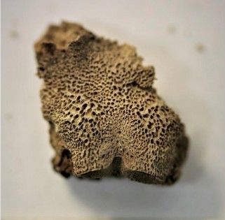 El síndrome de Down en la arqueología
