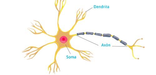 ¿Siguen formándose neuronas en el cerebro adulto?