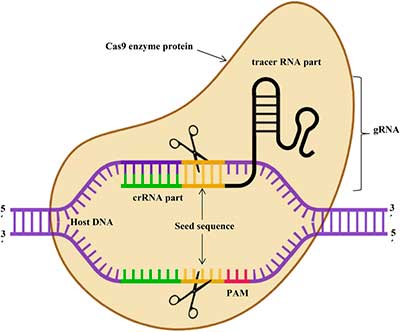 CRISP-Cas9 para anular el cromosoma 21