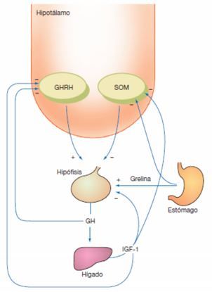 El eje GHRH-GH-IGF1: sus alteraciones
