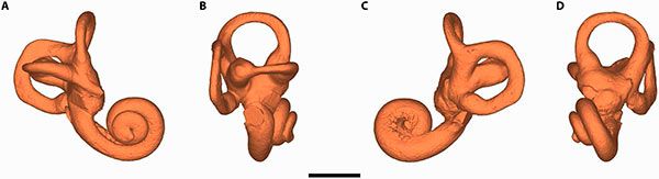 Fig. 1. Modelo 3D del oído interno en el fósil CN-46700