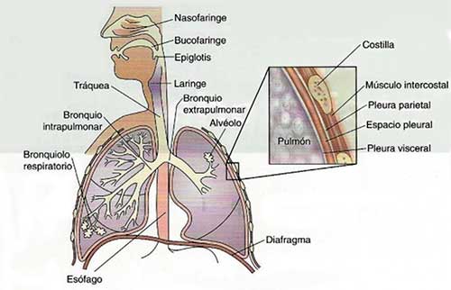 Tracto inferior del aparato respiratorio