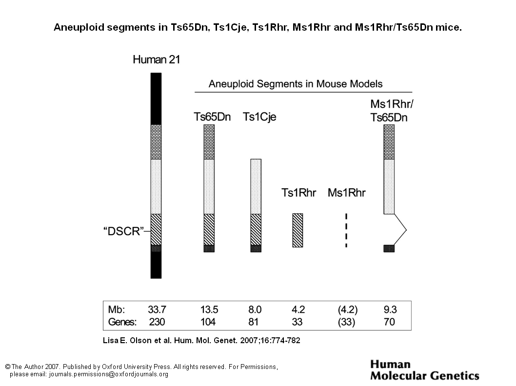 Figura incluida en el trabajo de Reeves y Garner, 2007
