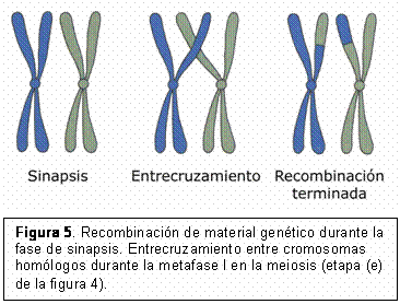 Trisomía simple por no disyunción