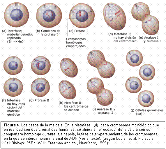 El proceso de la meiosis