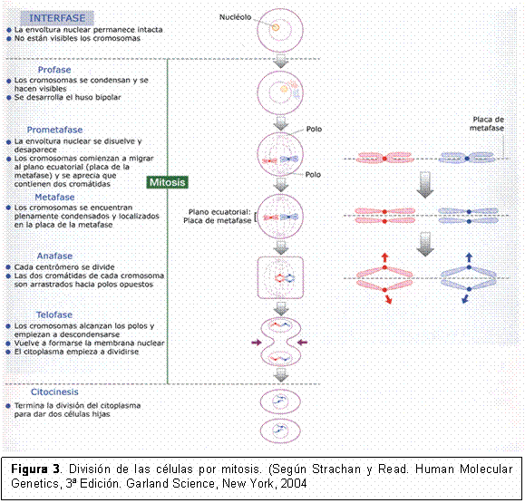 Trisomía simple por no disyunción: mitosis y meiosis