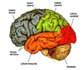 El cerebro y sus principales áreas corticales.