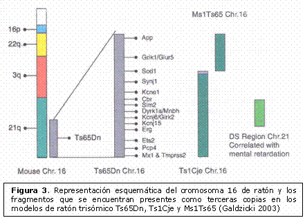 Cromosoma 16 de ratón