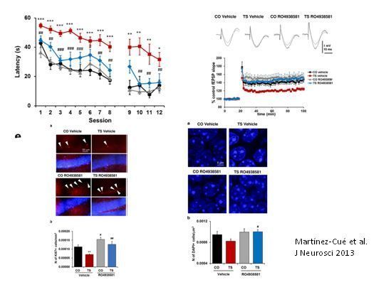 Expresión de proteína Dyrk1A