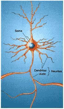 Estructura de una neurona