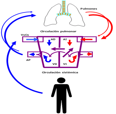 Comunicación interauricular, ostium primum. Imagen cedida por el Dr. Jaime Casaldáliga 