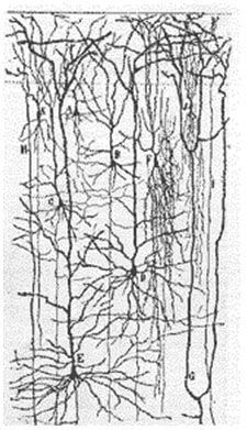 Una red de neuronas